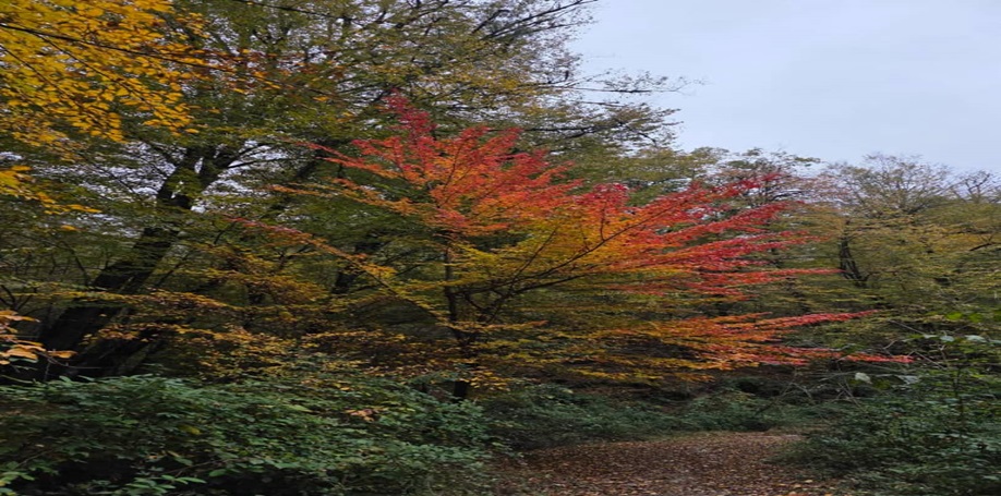 پیمایش جنگل پاییزی از نارنجستان تا بلیران
